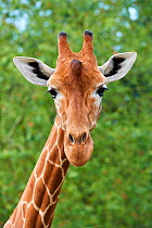 Reticulated giraffe (Giraffa camelopardalis reticulata) portrait. Beauval Zoo Parc, France. Captive.