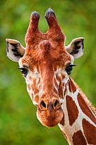 Reticulated giraffe (Giraffa camelopardalis reticulata) headshot. Beauval Zoo Parc, France. Captive.