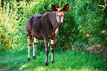 Okapi (Okapia johnstoni). Beauval Zoo Parc, France. Captive.
