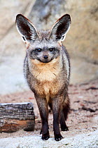 Bat-eared fox (Otocyon megalotis). Beauval Zoo Parc, France. Captive.