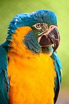 Blue-throated macaw (Ara glaucogularis) portrait. Beauval Zoo Parc, France. Captive.