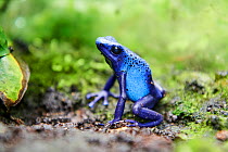 Blue poison dart frog (Dendrobates tinctorius) sitting on ground. Beauval Zoo Parc, France. Captive.