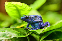Blue poison dart frog (Dendrobates tinctorius) on leaf. Beauval Zoo Parc, France. Captive.