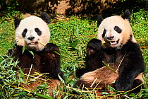 Giant panda (Ailuropoda melanoleuca) female and juvenile cub aged 2 years, feeding on Bamboo. Yuan Meng was the first Giant panda to be born in France. Zoo Parc de Beauval, France. Captive.
