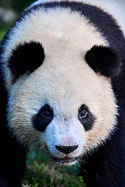 Giant panda (Ailuropoda melanoleuca) juvenile male aged 2 years, portait. Yuan Meng was the first Giant panda to be born in France. Zoo Parc de Beauval, France. Captive.