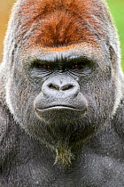 Western lowland gorilla (Gorilla gorilla gorilla) silverback male, portrait. Beauval Zoo Parc, France. Captive.