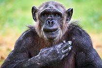 Chimpanzee (Pan troglodytes) female aged 37 years, portrait with hand on heart. Beauval Zoo Parc, France. Captive.