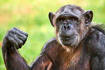 Chimpanzee (Pan troglodytes) female aged 37 years, portrait. Beauval Zoo Parc, France. Captive.