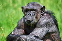 Chimpanzee (Pan troglodytes) female sitting with arms crossed, portrait. Beauval Zoo Parc, France. Captive.