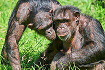 Chimpanzee (Pan troglodytes), two. Beauval Zoo Parc, France. Captive.