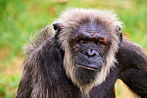 Chimpanzee (Pan troglodytes) male aged 30 years, portrait. Beauval Zoo Parc, France. Captive.
