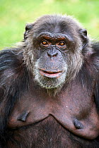 Chimpanzee (Pan troglodytes) female aged 41 years, portrait. Beauval Zoo Parc, France. Captive.