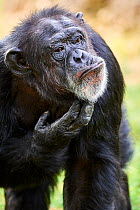 Chimpanzee (Pan troglodytes) female aged 37 years, scratching chin. Beauval Zoo Parc, France. Captive.