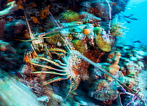 Caribbean spiny lobster (Panulirus argus), two in territorial fight in coral reef. Exuma Cays Land and Sea Park, marine protected area, Bahamas.