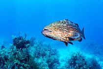 Black grouper (Mycteroperca bonaci) above sea floor. Exuma Cays Land and Sea Park, marine protected area, Bahamas.