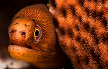 Goldentail moray eel (Gymnothorax miliaris) with mouth open, close up. Eleuthera, Bahamas.