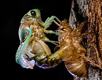 Superb green cicada (Neotibicen superbus) adult emerging from exuvia. Harbour Island, Bahamas.