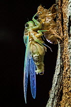 Superb green cicada (Neotibicen superbus) adult emerging from exuvia. Harbour Island, Bahamas.