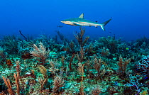 Caribbean reef shark (Carcharhinus perezi) swimming over Coral reef. Eleuthera, Bahamas.
