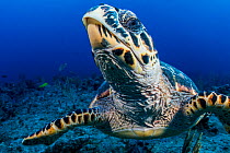 Hawksbill sea turtle (Eretmochelys imbricata) above sea floor, close up. Bahamas.