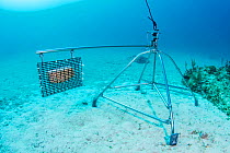 Baited remote underwater video (BRUV) setup by scientists to determine predator abudance. Bahamas. 2017.
