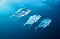 African pompano (Alectis ciliaris) shoal, three swimming in row. Bahamas.