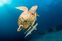 Loggerhead sea turtle (Caretta caretta) with two Remora fish (Echeneididae) above sea floor. Bahamas.