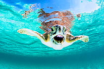 Green sea turtle (Chelonia mydas) with open mouth, swimming below surface. Eleuthera, Bahamas.