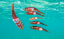 Caribbean reef squid (Sepioteuthis sepioidea), shoal of six. Eleuthera, Bahamas.