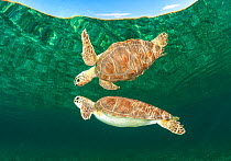 Green sea turtle (Chelonia mydas) swimming to take a breath, reflected in water surface. Eleuthera, Bahamas.