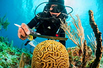 Marine biologist measuring Brain coral (Colpophyllia natans), ongoing program to monitor and restore coral reefs in The Bahamas. Eleuthera, Bahamas. 2017.