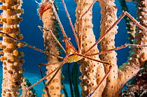 Arrow crab (Stenorhynchus seticornis) on coral. Eleuthera, Bahamas.