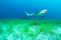 Caribbean reef shark (Carcharhinus perezi) swimming over Manatee grass (Syringodium filiforme). Nassau, Bahamas.