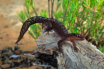 Marbled gecko (Christinus marmoratus) male on wood near Pinnaroo, Hattah-Kulkyne and Murray-Kulkyne Biosphere Reserve, South Australia. January.