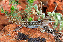 Ranges stone gecko (Diplodactylus furcosus) male on rock. Waukaringa, South Australia. August.