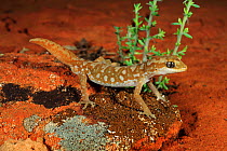 South coast gecko (Diplodactylus calcicolus) standing in sand. Nullarbor Roadhouse, Nullarbor Plain, South Australia. June.