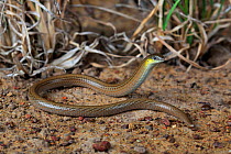 Striped legless lizard (Delma impar). Reedesdale, Victoria, Australia. Grassland species accorded endangered status in Victoria.