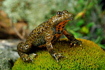 Yellow-bellied toad (Bombina variegata) sitting on moss. Passani, Dadia Forest, Evros, East Macedonia and Thrace, Greece.