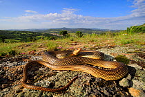 Caspian whipsnake (Dolichophis caspius) male basking on rocky ground. Near Loutros, Evros, East Macedonia and Thrace, Greece.