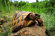 Eastern Hermann&#39;s tortoise (Eurotestudo hermanni boettgeri), sub-adult on rock. Makri, Alexandroupoli, Evros, East Macedonia and Thrace, Greece.