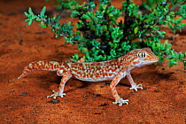 Gibber gecko (Lucasium byrnei) male standing in sand. Near Morgan, Hattah-Kulkyne and Murray-Kulkyne Biosphere Reserve, South Australia. May.