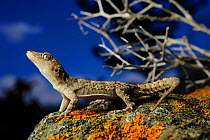 Kotschy&#39;s gecko (Mediodactylus kotschyi) female basking on rock. Near Adamas, Milos Island, Cyclades, Greece.