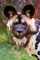 African wild dog (Lycaon pictus) male, portrait. Beauval Zoo Parc, France. Captive.