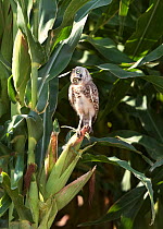 Burrowing owl (Athene cunicularia) curious juvenile cocking head at 90 degrees. Sheltering in shade of Corn / Maize crop. Marana, Arizona, USA.