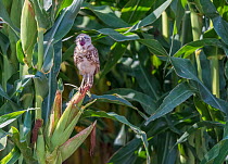 Burrowing owl (Athene cunicularia) juvenile aged 3 months with open mouth. Sheltering in shade of Corn / Maize crop. Marana, Arizona, USA.