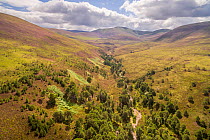 Regenerating woodland growing alongside Allt a&#39; Mharcaidh in the mountains of the Cairngorms National Park, Scotland. July.
