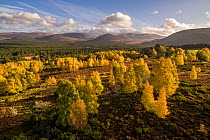 Autumnal birches in front of Rothiemurchus Forest and the Cairngorm mountain range, Scotland.