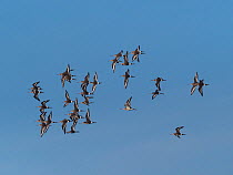 Black-tailed godwit (Limosa limosa) flock in flight. Greylake Nature Reserve, Othery, Somerset Levels, England, UK. February.