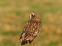 Short-eared owl (Asio flammeus) perched on a fence post. Tadham Moor, Tealham and Tadham Moor SSSI, Somerset Levels and Moors, England, UK. February.