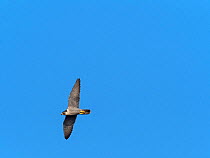 Peregrine falcon (Falco peregrinus) flying over Greylake Nature Reserve, near Othery, Somerset, England, UK. February.